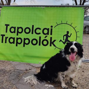 Tapolcai Trappolók Sportegyesület